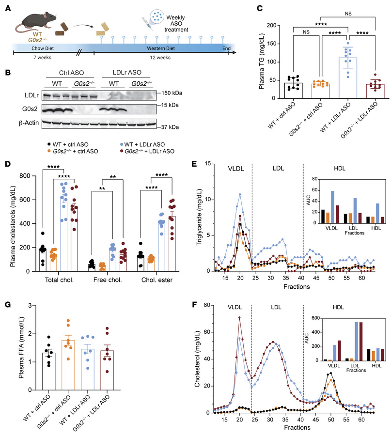 
G0s2 ablation decreases plasma TG in mice treated with Ldlr-ASO and Wes...