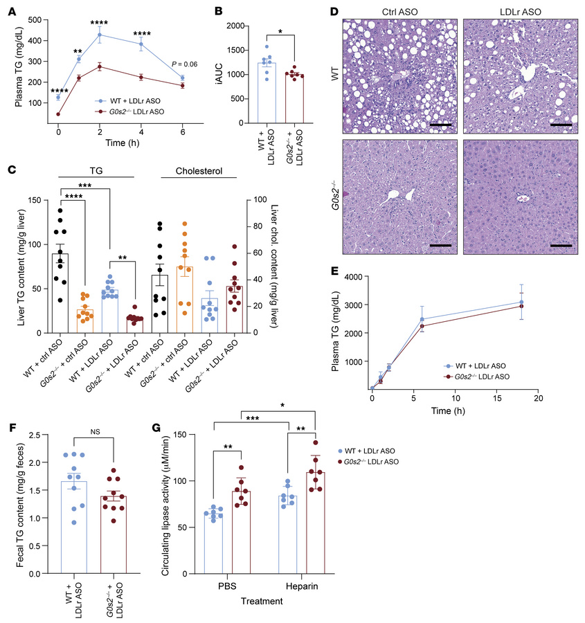 
G0s2 ablation improves whole-body TG clearance without affecting hepati...