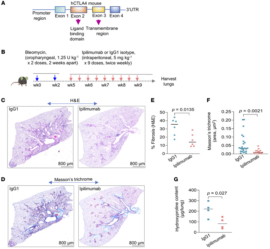 CTLA4 blockade in a mouse model of persistent lung fibrosis ameliorates ...