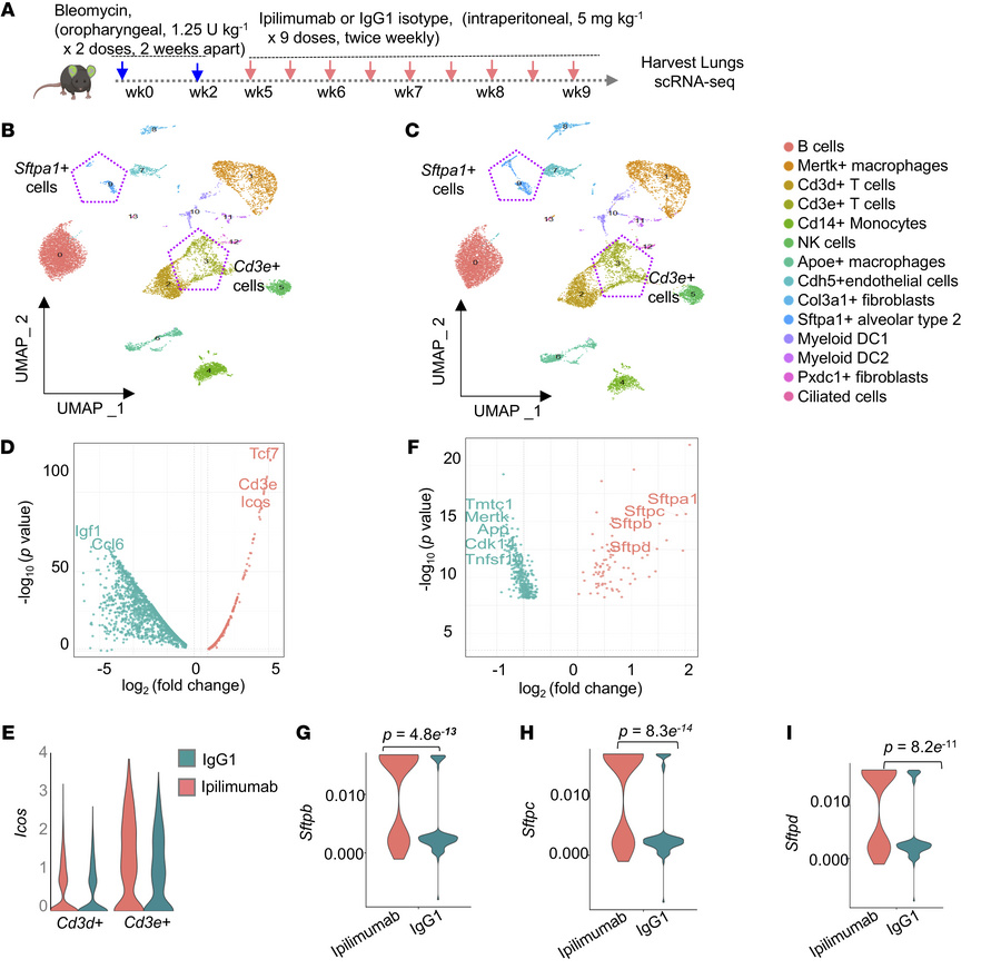 Fibrosis resolution in mice with CTLA4 blockade is associated with activ...