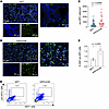 Senescent cell accumulation is reduced in mice with resolving fibrosis.