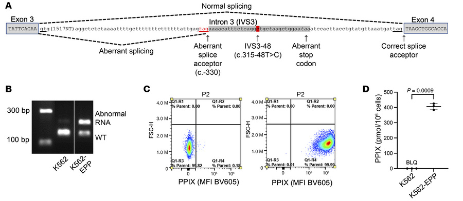 Generation of a K562 human erythroleukemic cell line with EPP.
(A) Schem...