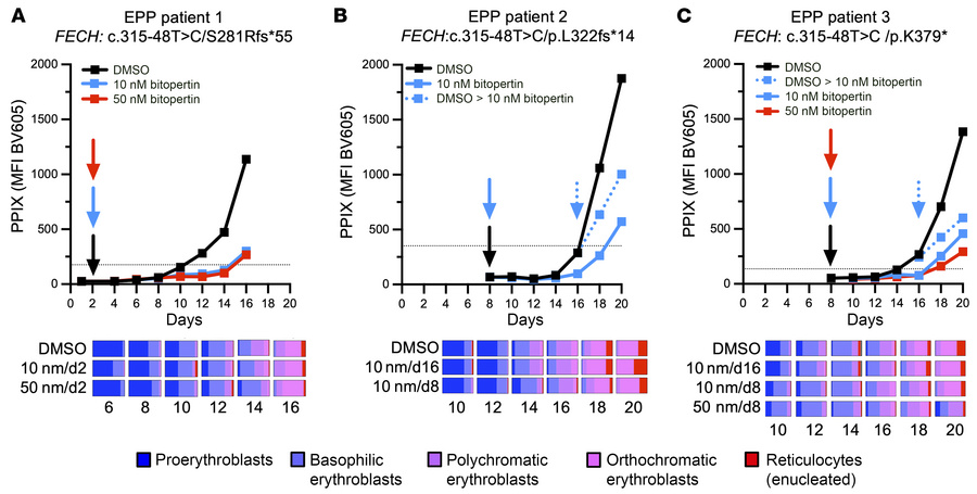 In vitro effects of bitopertin in erythroblasts differentiated from EPP ...