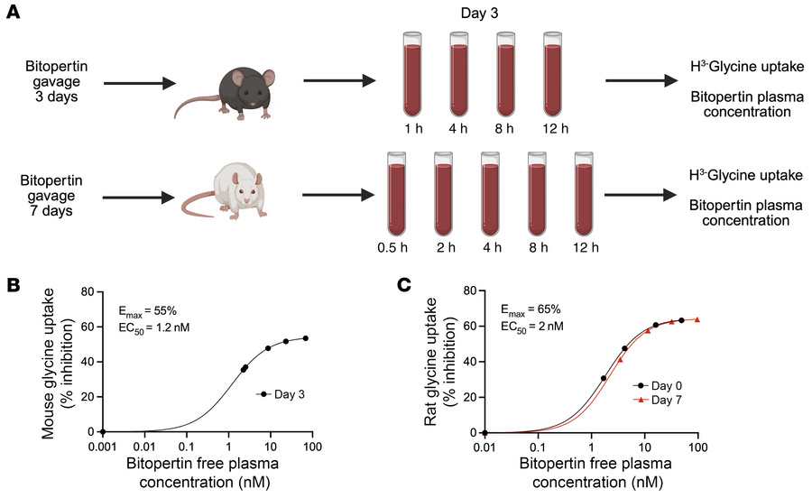 In vitro glycine uptake of rodent PB exposed to bitopertin in vivo.
(A) ...