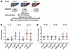 Fibrosis and portal inflammation evolution in male EPP animals enrolled in