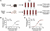 In vitro glycine uptake of rodent PB exposed to bitopertin in vivo.