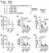 PPIX accumulation and erythroid differentiation in XLPP and EPP mice fed 10