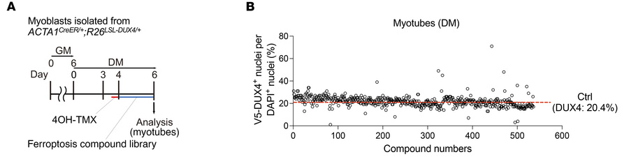 Ferroptosis compound library screening.
(A) Evaluation of a compound lib...