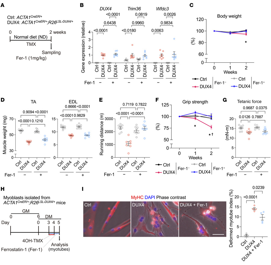 Improvement of pathologies by ferrostatin-1 in DUX4-Tg mice.
(A) Time co...