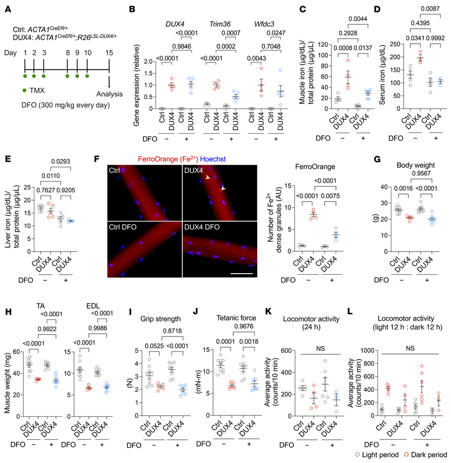 Iron chelator effects on DUX4-Tg mice.
(A) TMX (5 mg/kg body weight) was...