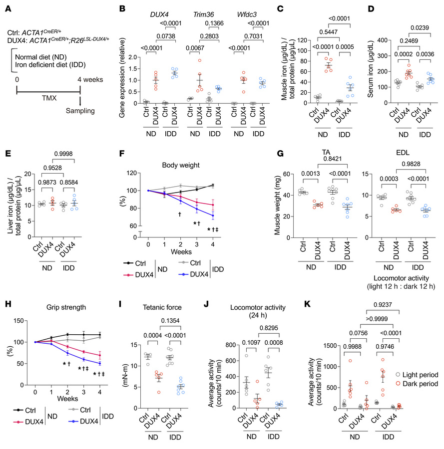 Effects of iron-deficient diet on DUX4-Tg mice.
(A) Control and DUX4-Tg ...