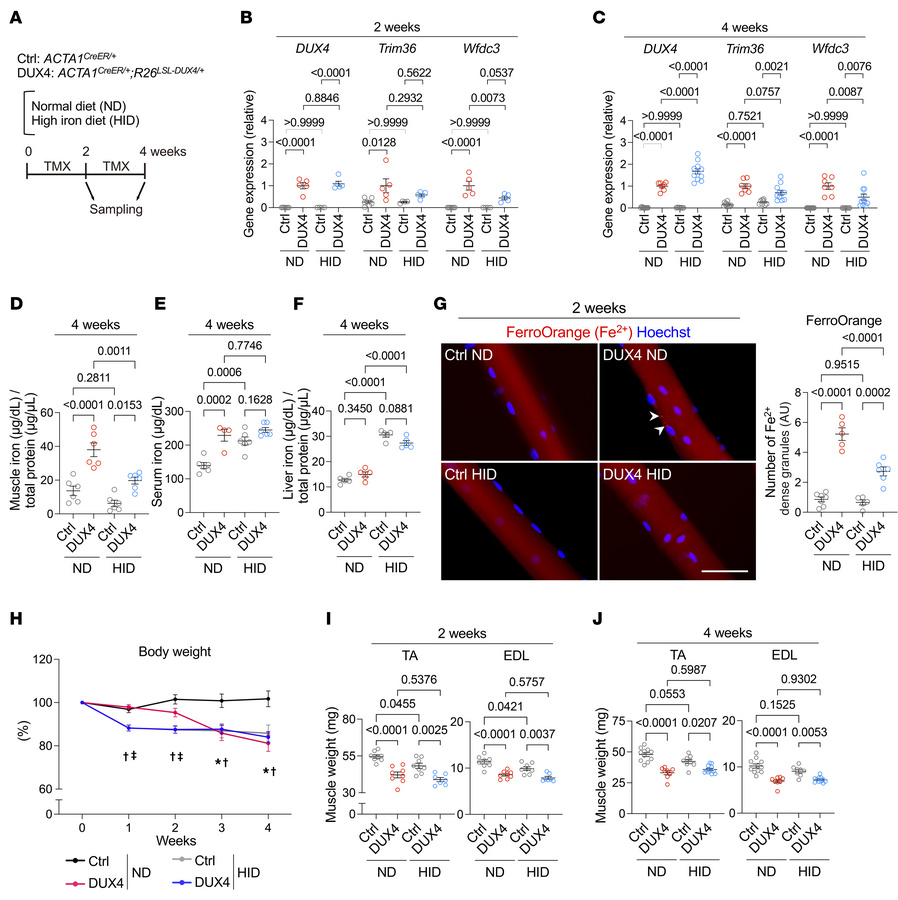 Effects of high-iron diet on DUX4-Tg mice.
(A) Control and DUX4-Tg mice ...