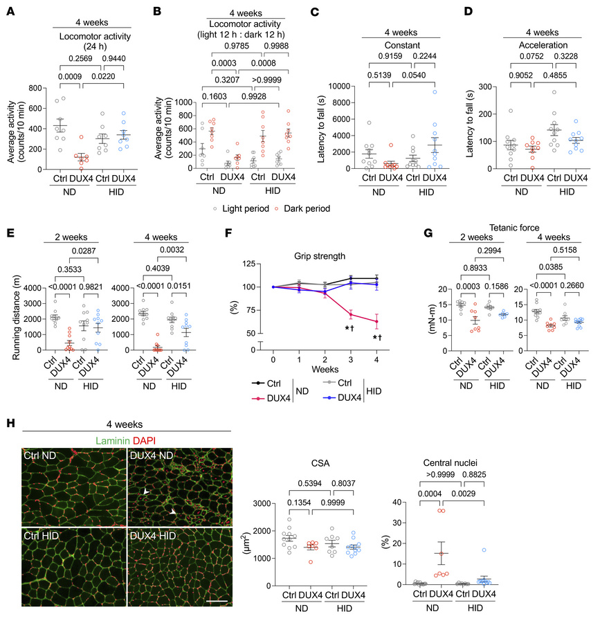 High-iron diet alleviates pathologies in DUX4-Tg mice.
Control and DUX4-...