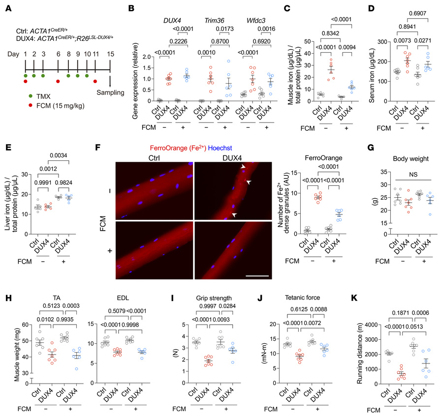 Intravenous iron administration ameliorates pathologies in DUX4-Tg mice....