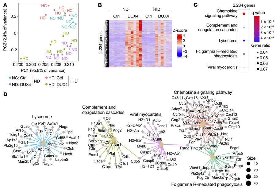 Upregulated genes in DUX4-Tg muscles and the effects of iron supplementa...