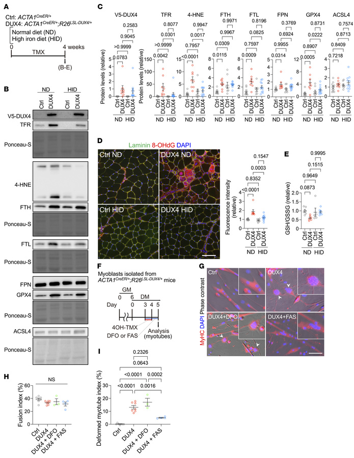 Iron supplementation suppresses DUX4-activated ferroptosis-related pathw...