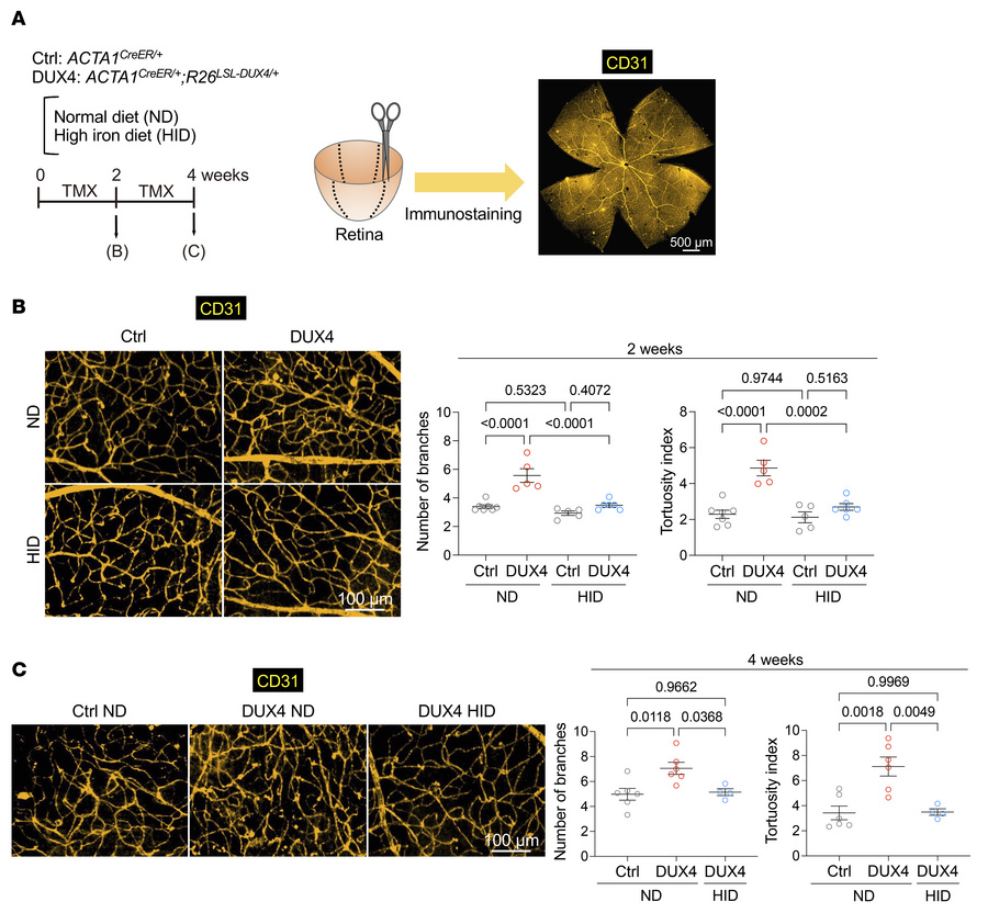 Iron supplementation improves retinal capillary abnormalities.
(A) Time ...