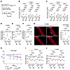 Effects of high-iron diet on DUX4-Tg mice.