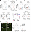 High-iron diet alleviates pathologies in DUX4-Tg mice.