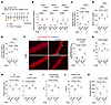 Intravenous iron administration ameliorates pathologies in DUX4-Tg mice.