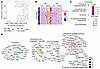 Upregulated genes in DUX4-Tg muscles and the effects of iron supplementatio