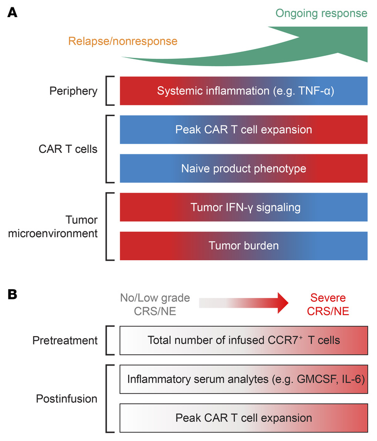 Overview of significant associations with clinical response in FL.
(A) B...