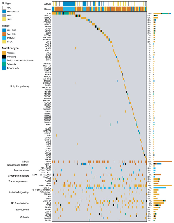 Ubiquitin pathway mutations are frequent and mutually exclusive in AML.
...