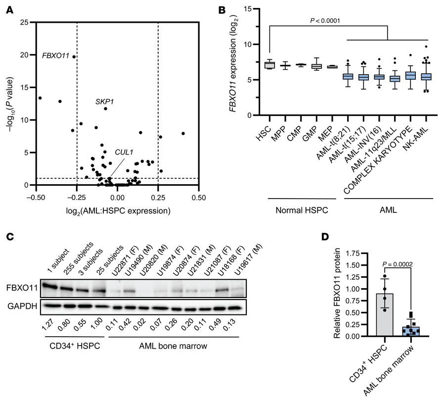 Expression of SCF gene FBXO11 is reduced in AML compared with normal HSP...