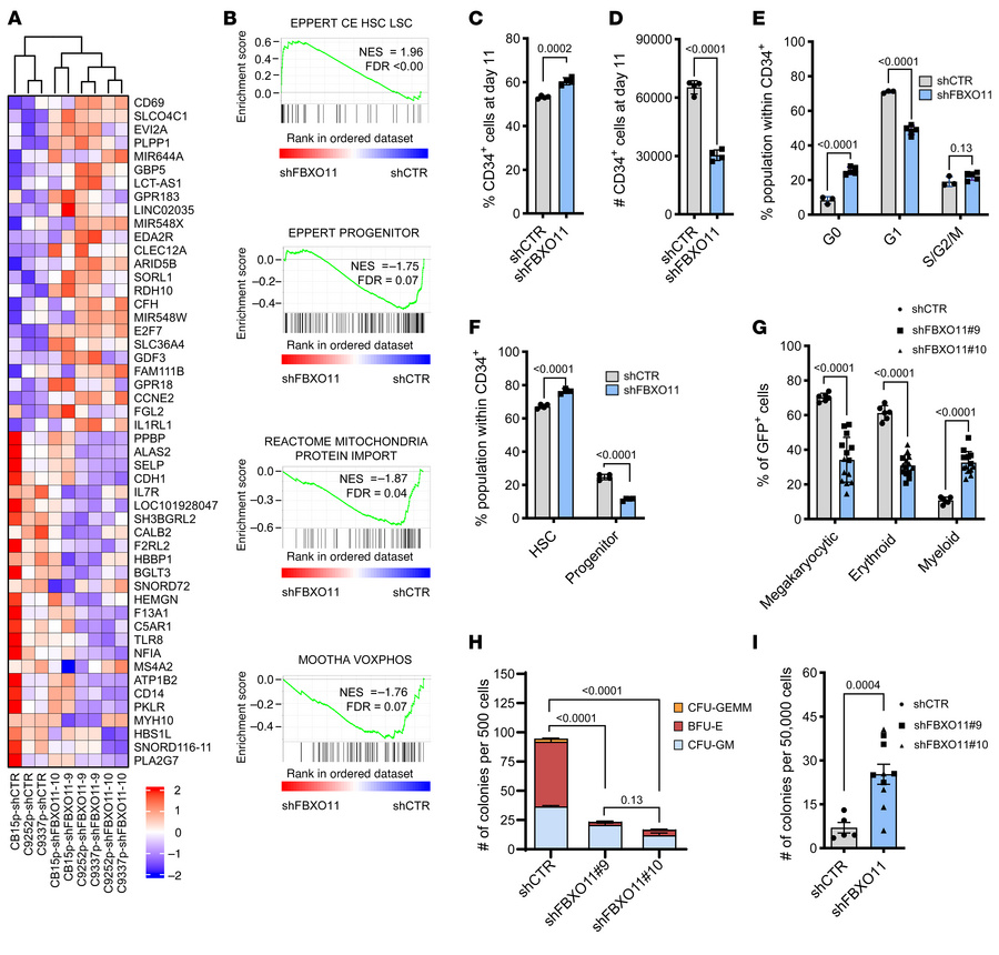 Depletion of FBXO11 promotes the maintenance of HSPCs with myeloid bias....