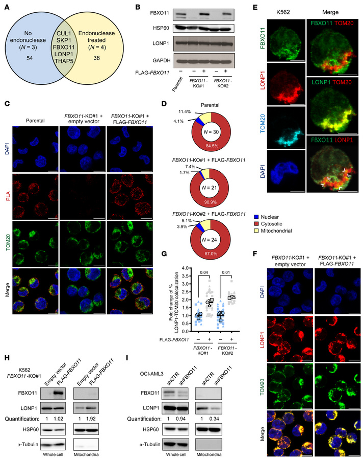 FBXO11 promotes mitochondrial trafficking of LONP1.
(A) Proteins coimmun...