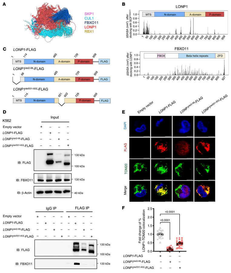 The N-terminus of LONP1 is essential for interaction with FBXO11.
(A) Re...