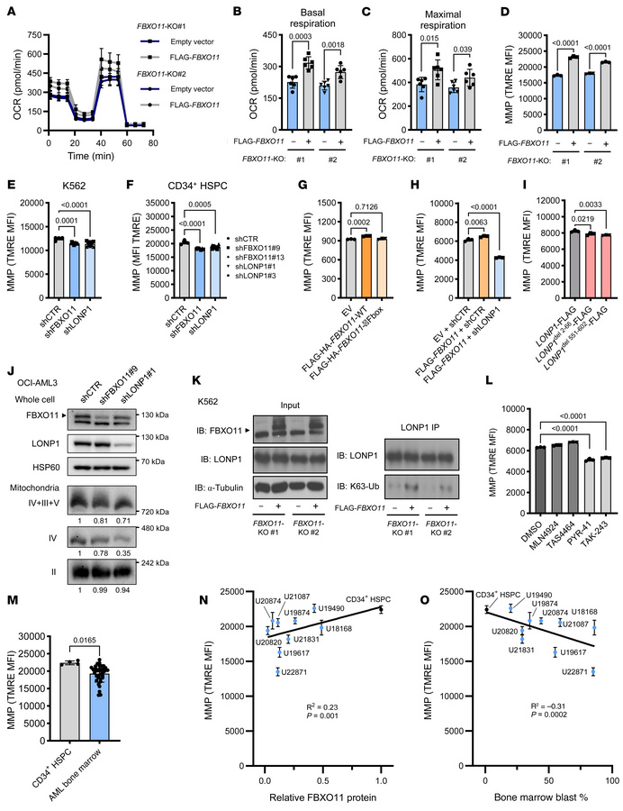 FBXO11 deficiency impairs LONP1 maintenance of mitochondrial respiration...