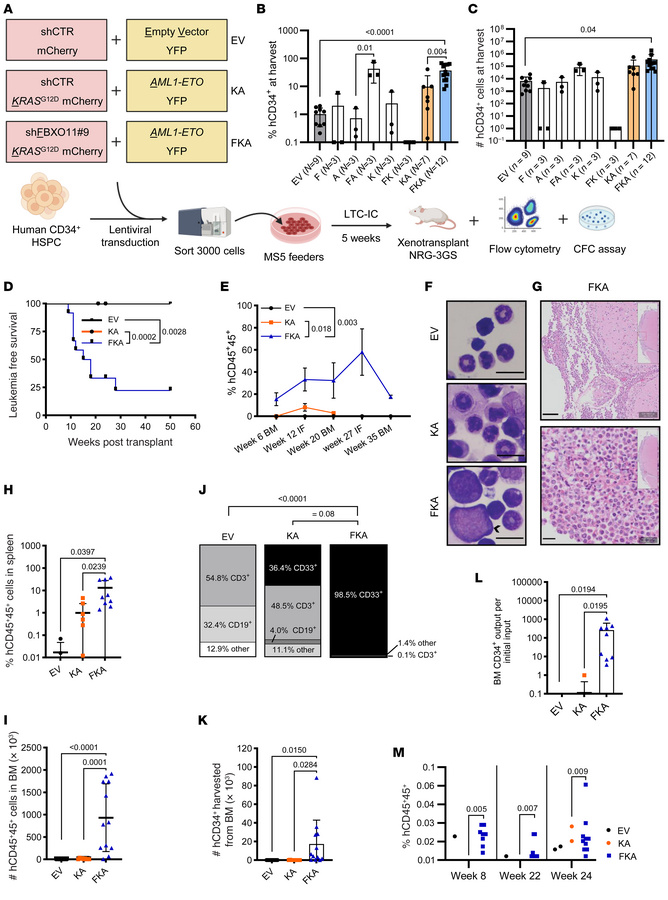 
FBXO11 depletion cooperates with AML1-ETO and KRASG12D to generate huma...