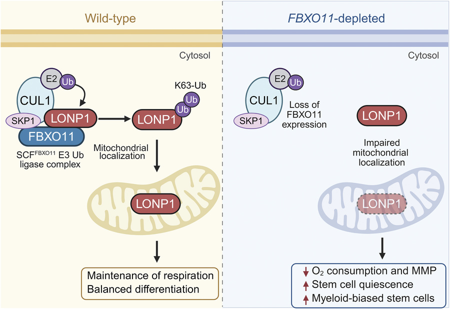 Model for FBXO11 regulation of LONP1 in HSPC.
In WT cells, the SCFFBXO11...