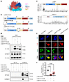 The N-terminus of LONP1 is essential for interaction with FBXO11.