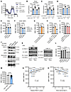 FBXO11 deficiency impairs LONP1 maintenance of mitochondrial respiration in