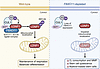 Model for FBXO11 regulation of LONP1 in HSPC.