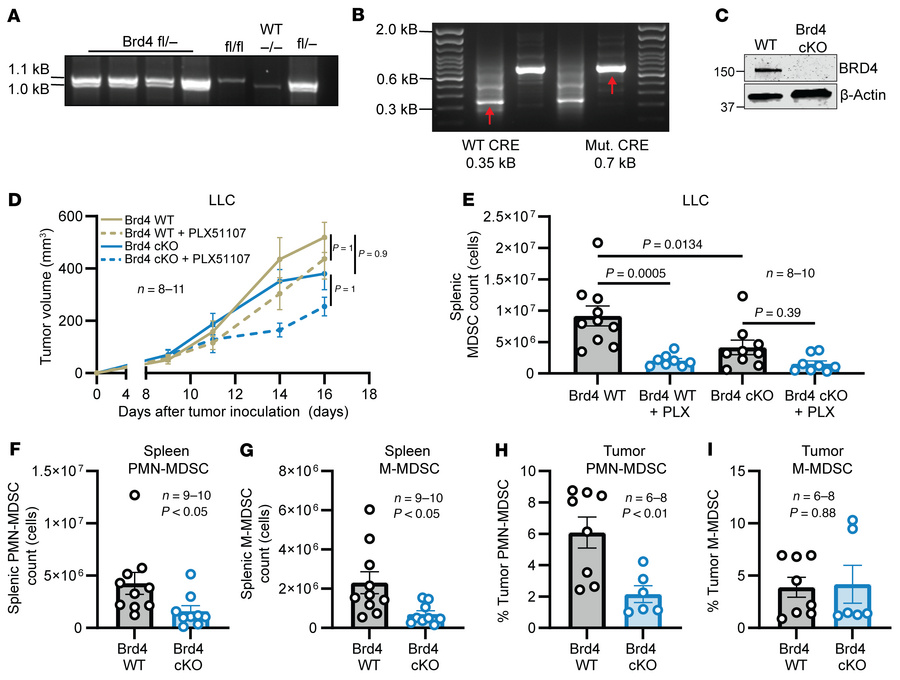 Loss of BRD4 in the myeloid compartment results in decreased MDSC freque...