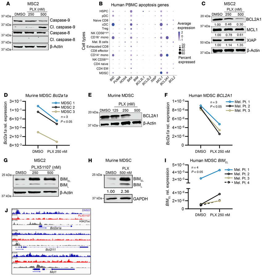 PLX51107 modulates apoptotic proteins in MDSCs.
(A) MSC2 cells treated f...