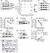 PLX51107 modulates apoptotic proteins in MDSCs.