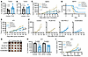 PLX51107 enhances the efficacy of anti–PD-L1 immune checkpoint therapy.