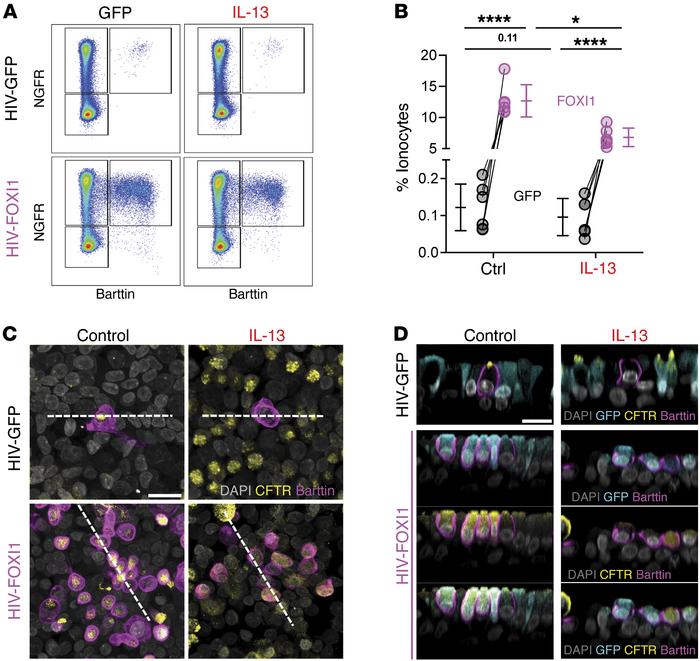 Overexpressing FOXI1 increases ionocyte abundance in IL-13–treated epith...