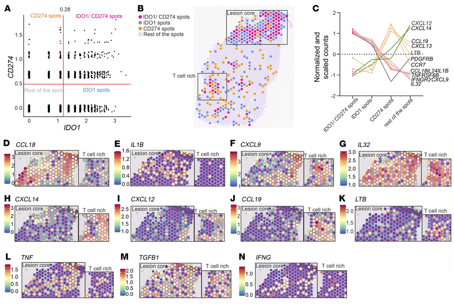 Visium 55 μm neighborhoods of IDO1+ and CD274+ spots.
(A) IDO1 and CD274...