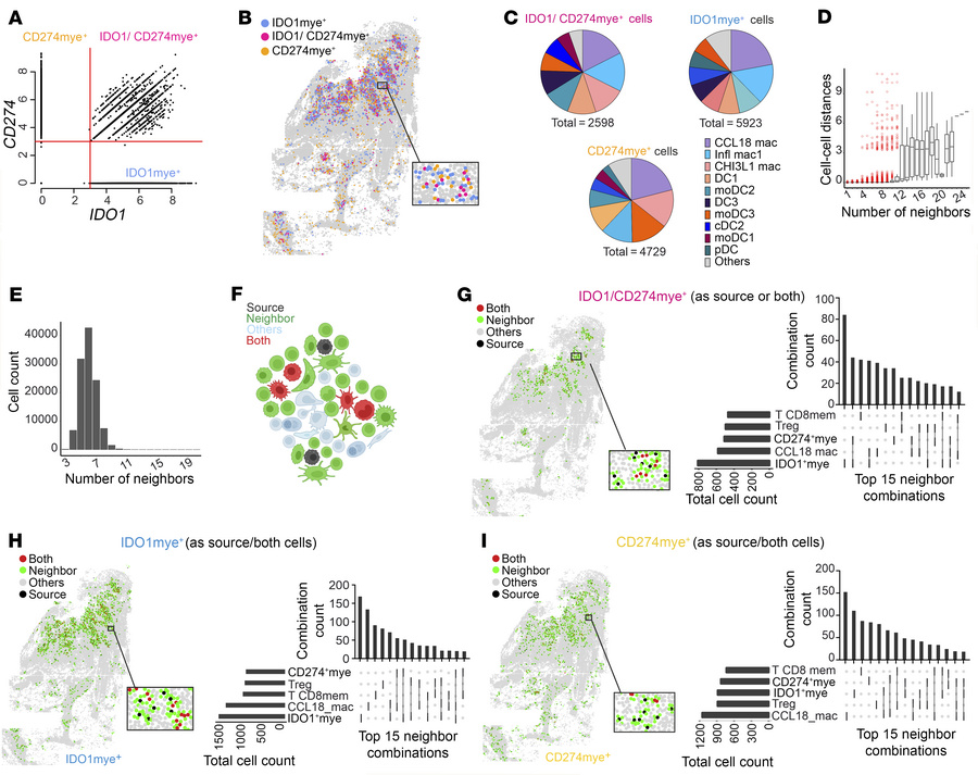CosMx single-cell analysis of IDO1+ and CD274+ myeloid cell phenotypes a...