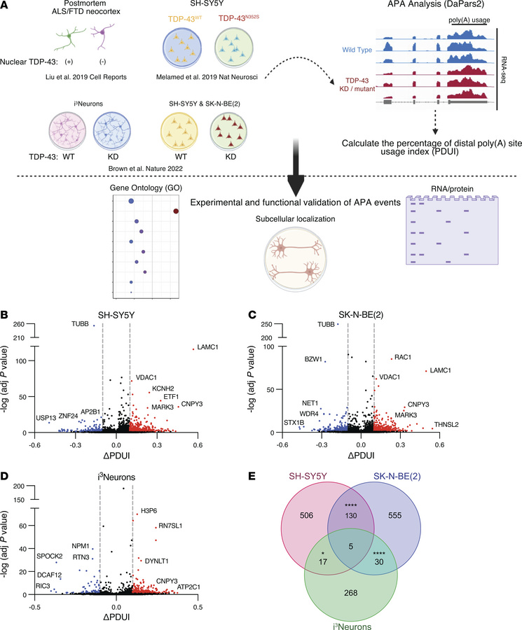 TDP-43 depletion induces widespread APA.
(A) Overview of the study. We a...