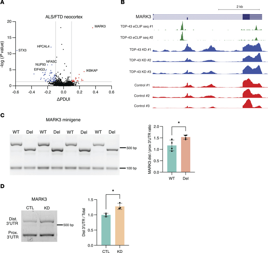 Nuclear clearance of TDP-43 induces APA in ALS/FTD patient neurons.
(A) ...