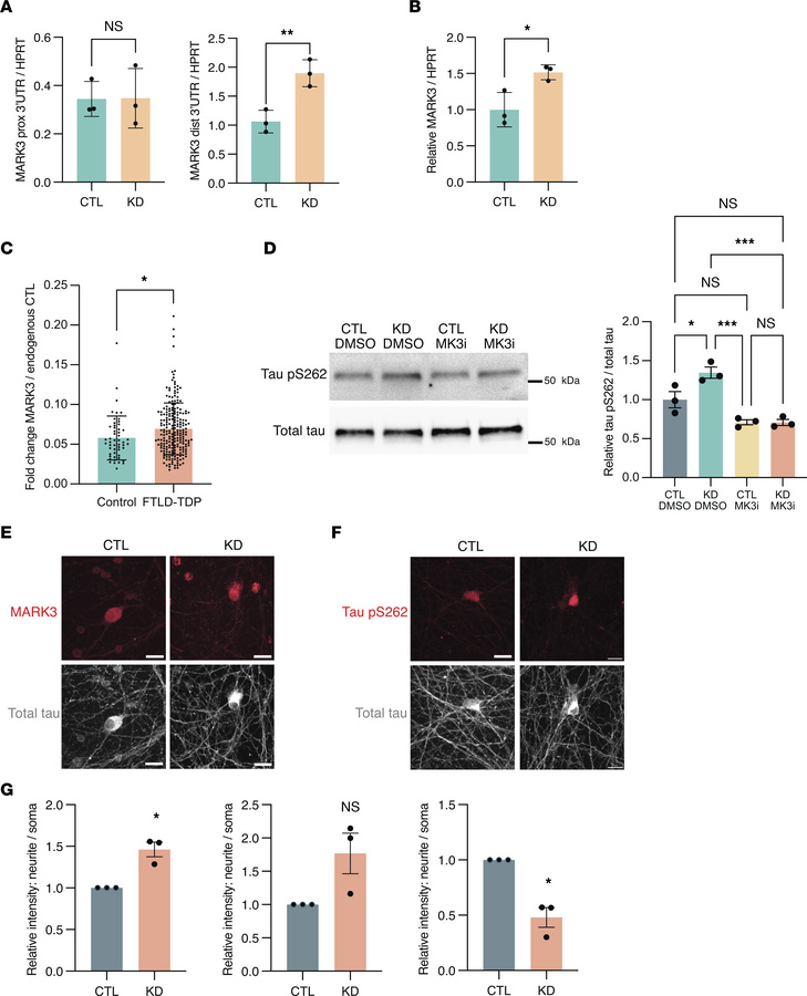 
MARK3 APA corresponds with increased MARK3 transcript levels, increased...