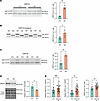 CNPY3 APA increases the expression of an isoform variant with an alternativ
