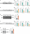 SMC1A APA corresponds with increased SMC1A protein levels in neuronal cells