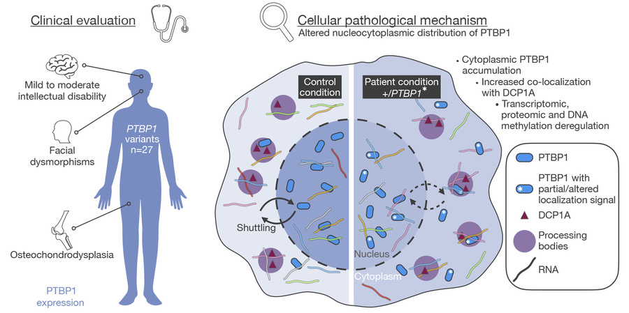 graphical abstract